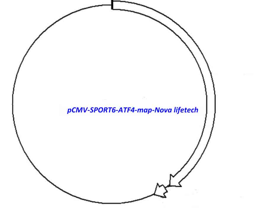pCMV-SPORT6-ATF4 - Click Image to Close