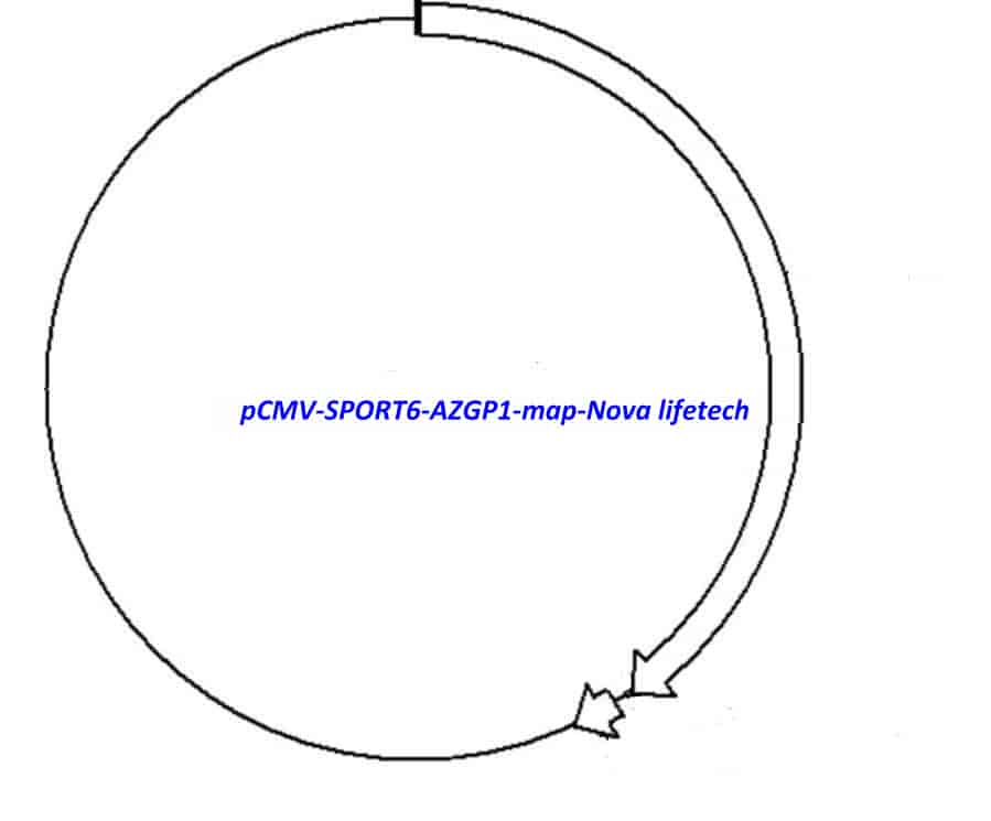 pCMV-SPORT6-AZGP1 Plasmid - Click Image to Close