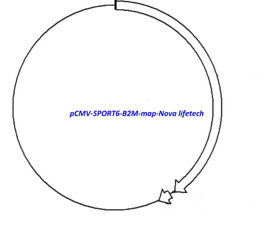 pCMV-SPORT6-B2M Plasmid