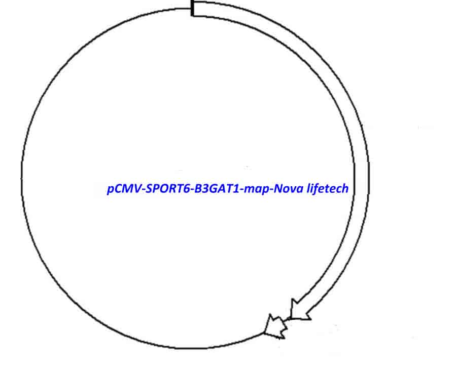 pCMV-SPORT6-B3GAT1 - Click Image to Close
