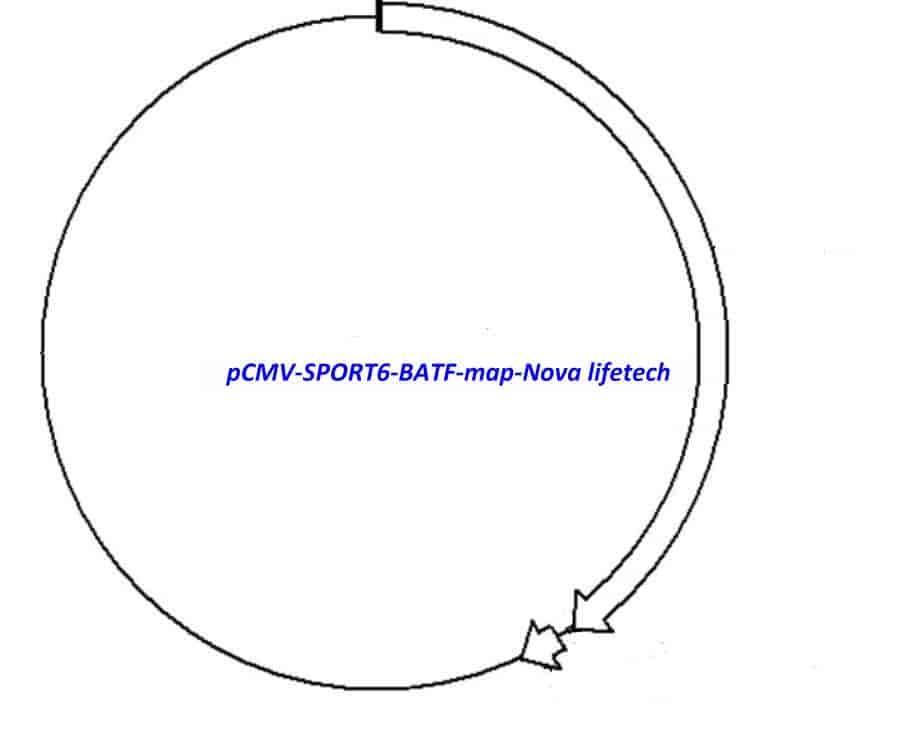 pCMV-SPORT6-BATF Plasmid - Click Image to Close