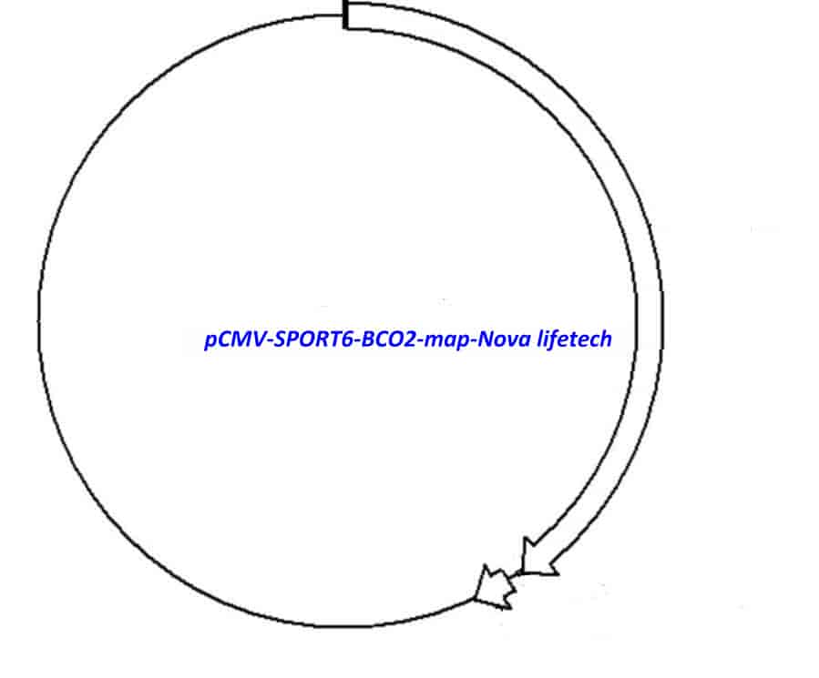 pCMV-SPORT6-BCO2 Plasmid