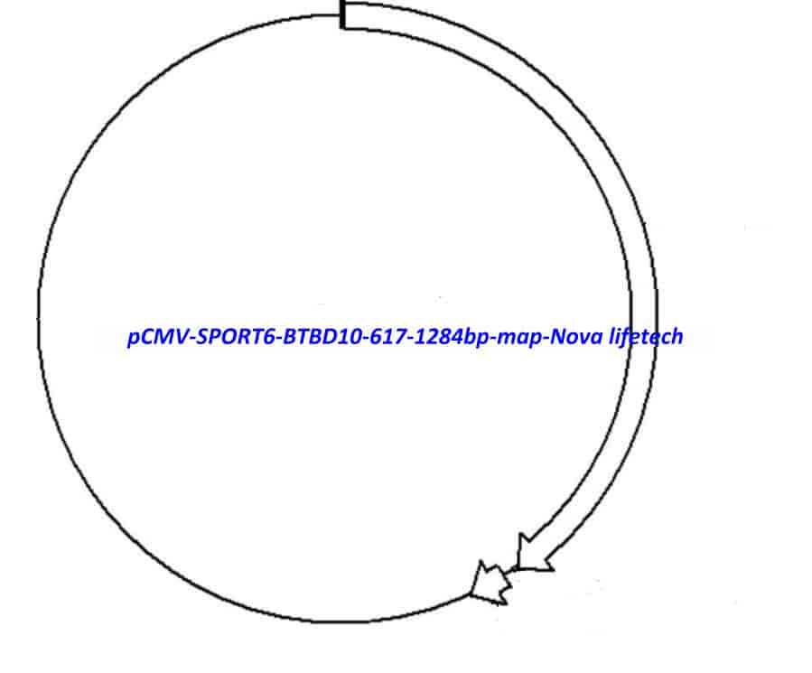 pCMV-SPORT6-BTBD10(617-1284bp)