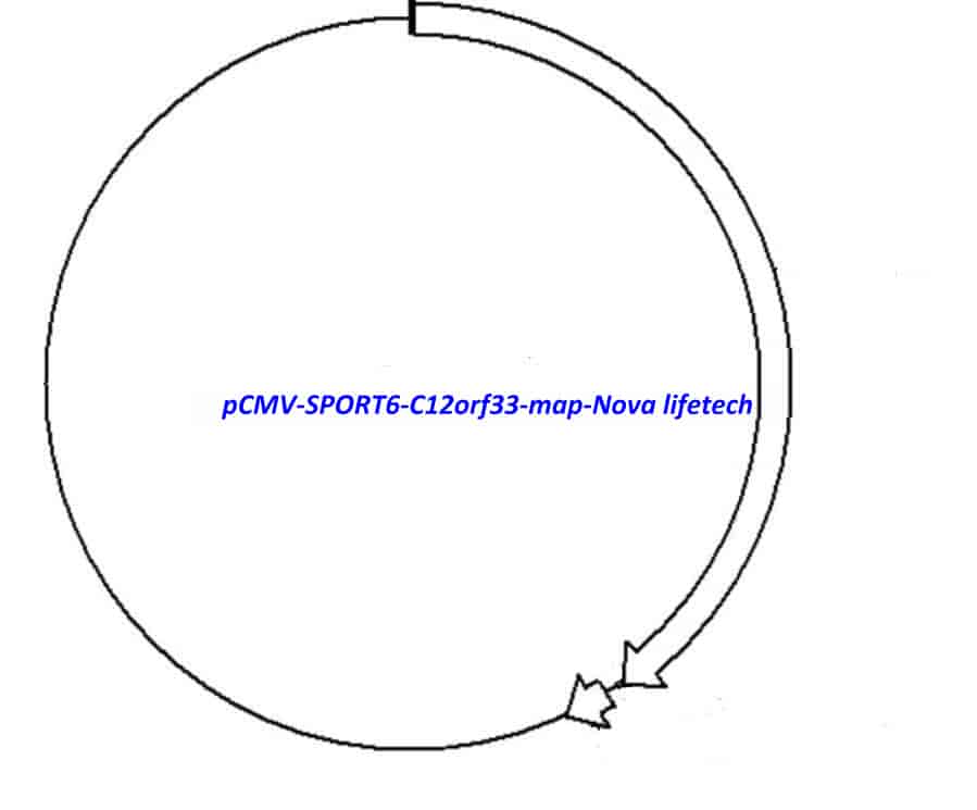 pCMV-SPORT6-C12orf33 Plasmid - Click Image to Close