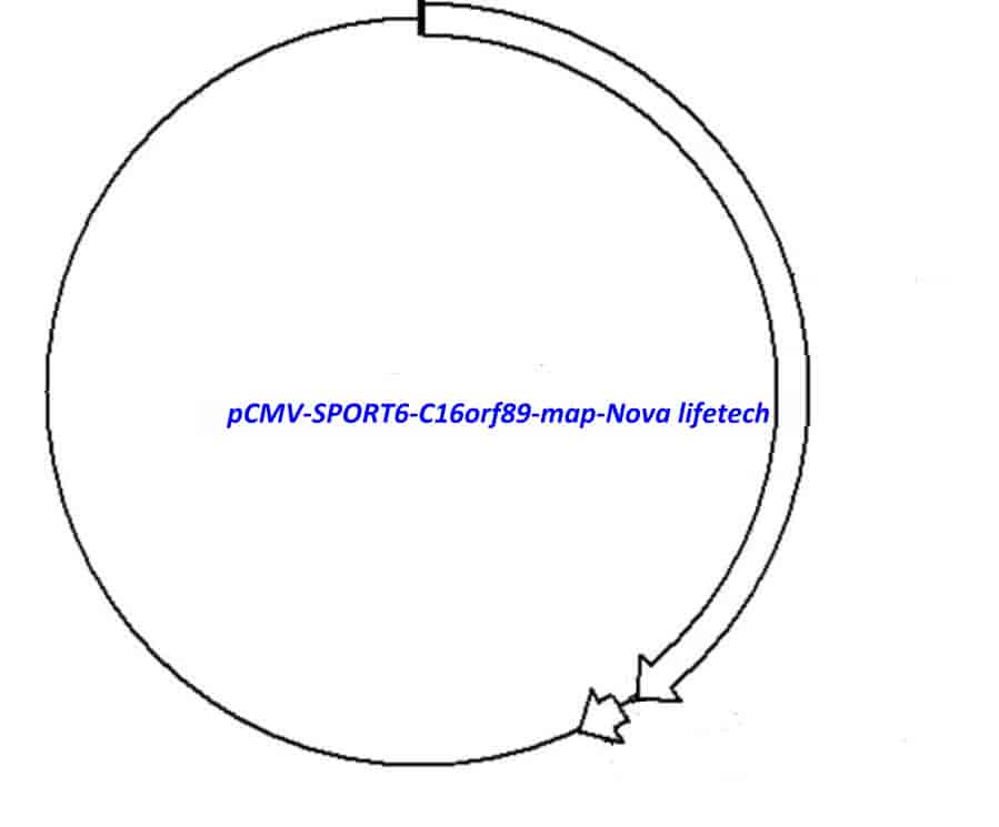 pCMV-SPORT6-C16orf89 Plasmid - Click Image to Close