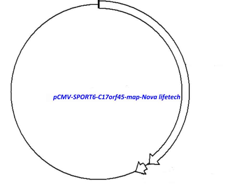 pCMV-SPORT6-C17orf45 Plasmid - Click Image to Close