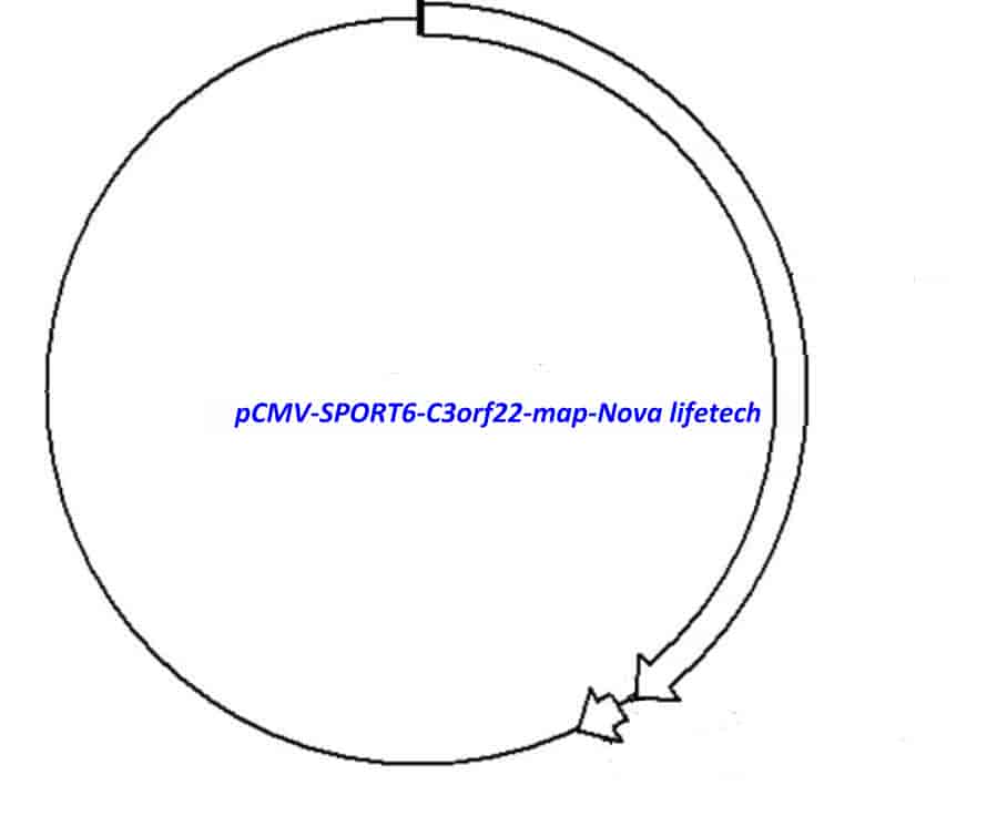 pCMV-SPORT6-C3orf22 Plasmid - Click Image to Close