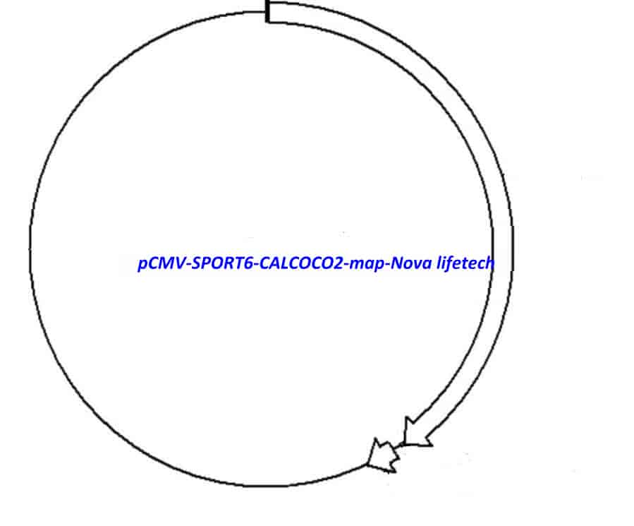 pCMV-SPORT6-CALCOCO2 - Click Image to Close