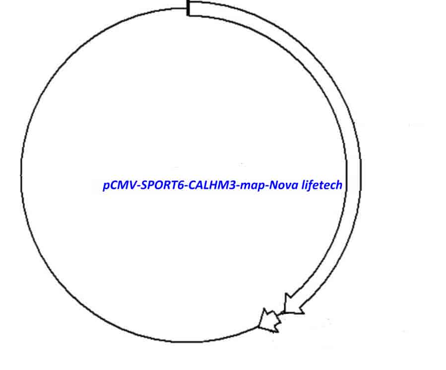 pCMV-SPORT6-CALHM3 Plasmid - Click Image to Close
