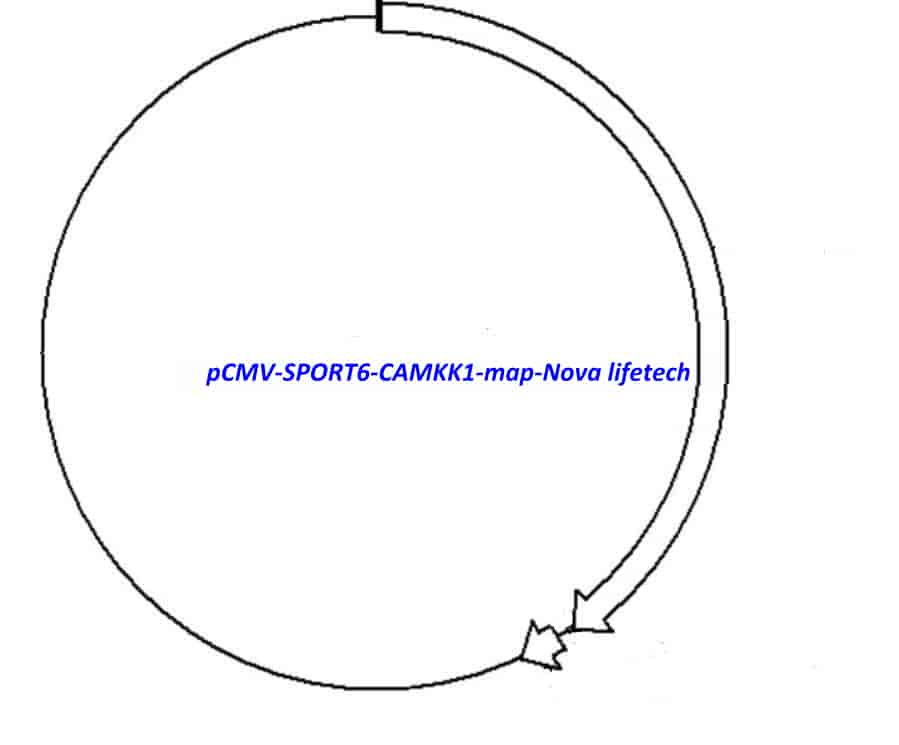 pCMV-SPORT6-CAMKK1 Plasmid - Click Image to Close