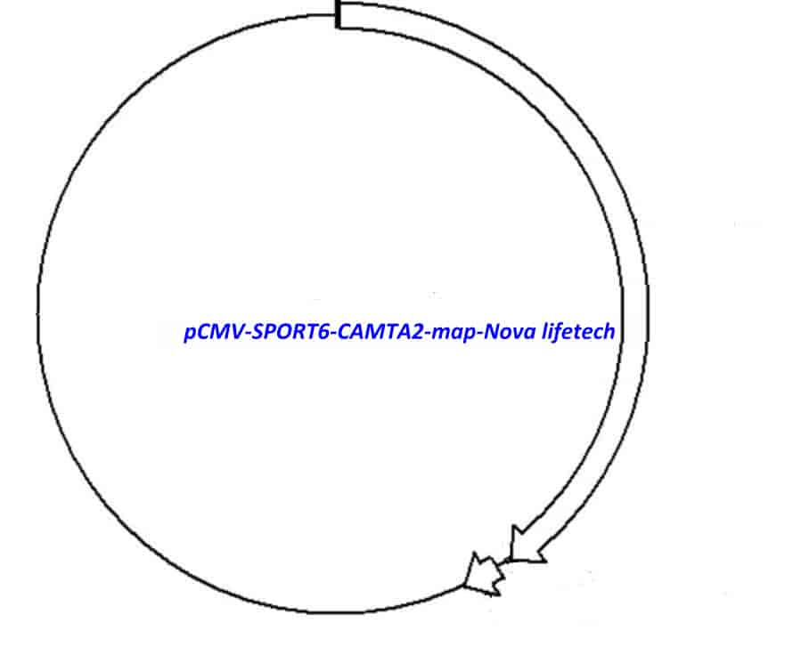 pCMV-SPORT6-CAMTA2 Plasmid - Click Image to Close