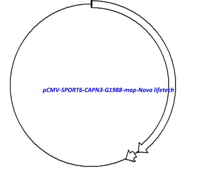 pCMV-SPORT6-CAPN3-G1988
