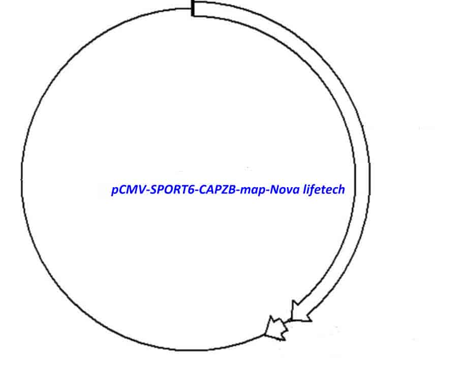 pCMV-SPORT6-CAPZB