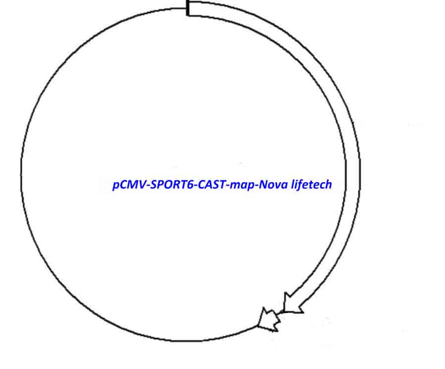 pCMV-SPORT6-CAST - Click Image to Close