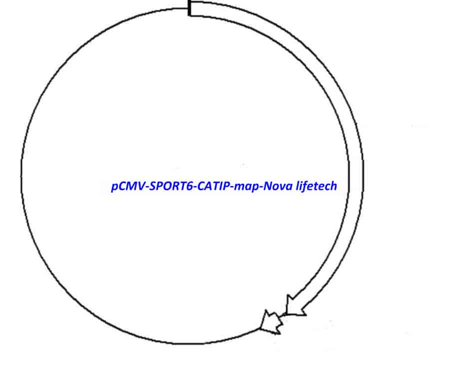pCMV-SPORT6-CATIP Plasmid - Click Image to Close