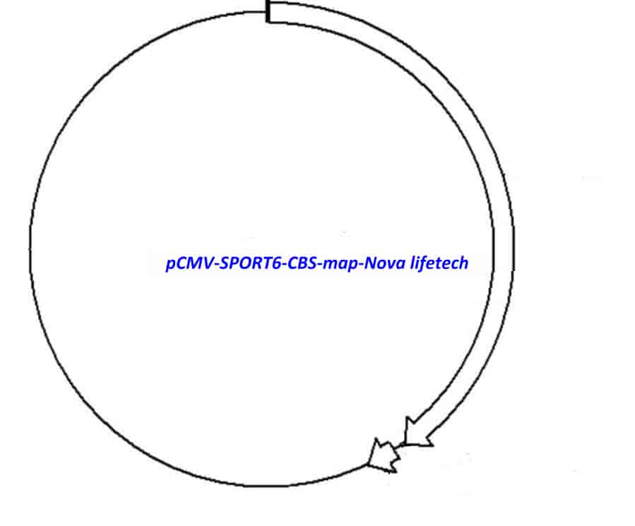 pCMV-SPORT6-CBS - Click Image to Close