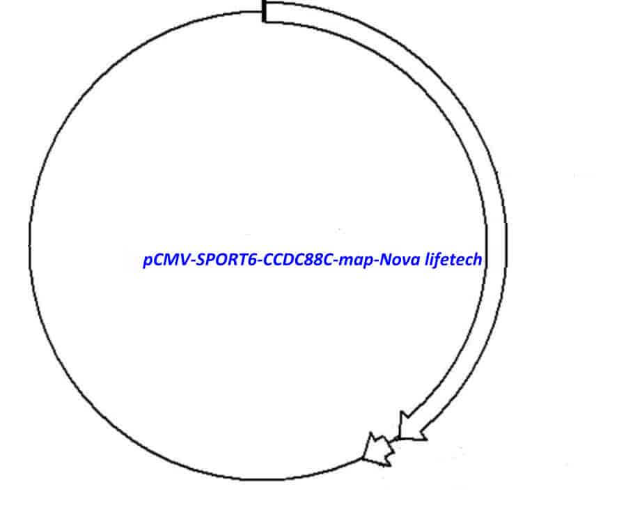 pCMV-SPORT6-CCDC88C Plasmid - Click Image to Close