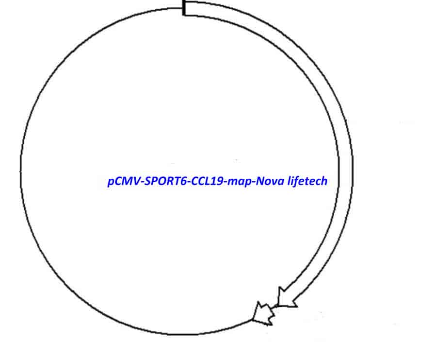 pCMV-SPORT6-CCL19 Plasmid - Click Image to Close