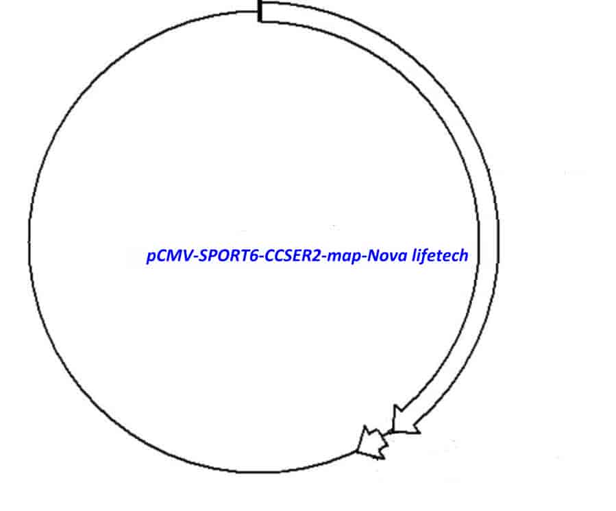 pCMV-SPORT6-CCSER2 Plasmid - Click Image to Close