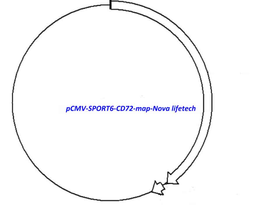 pCMV-SPORT6-CD72 Plasmid - Click Image to Close