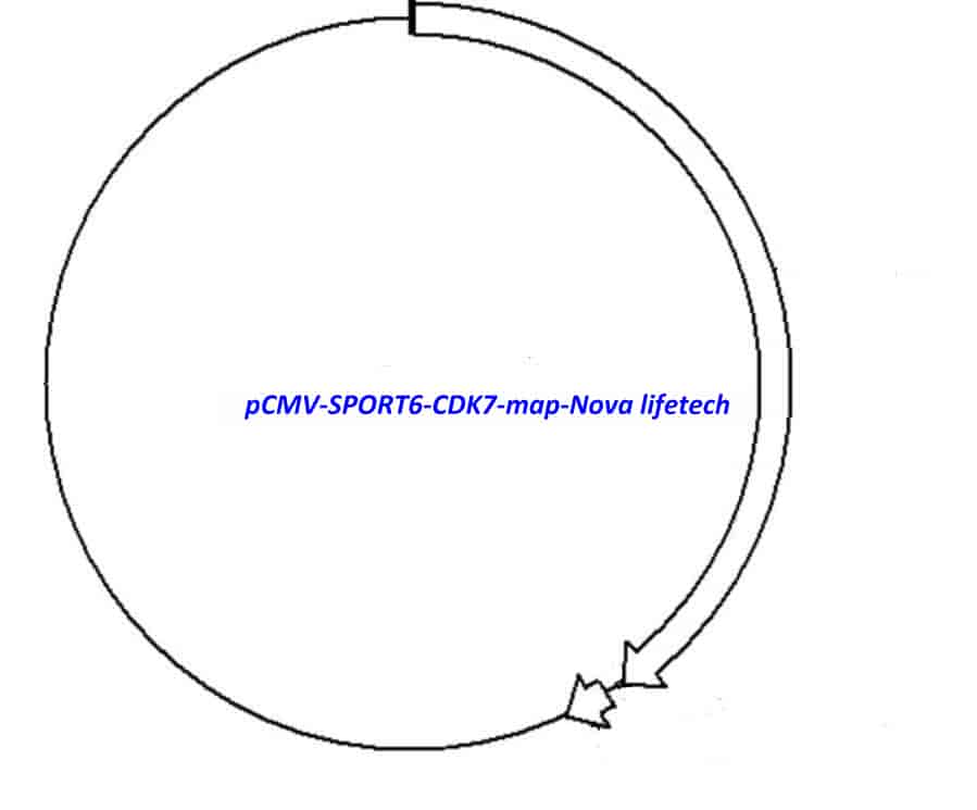 pCMV-SPORT6-CDK7