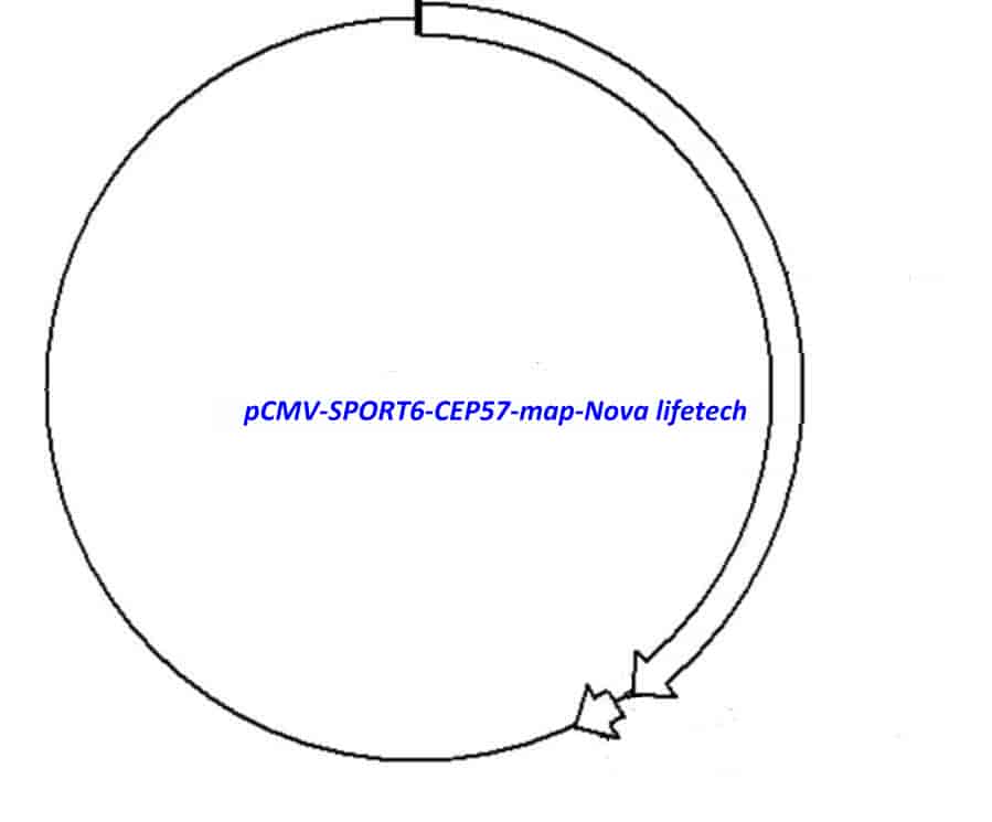 pCMV-SPORT6-CEP57 - Click Image to Close