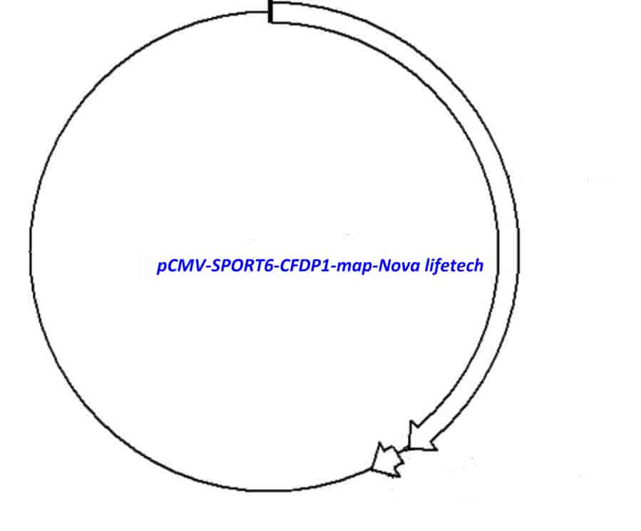 pCMV-SPORT6-CFDP1 - Click Image to Close