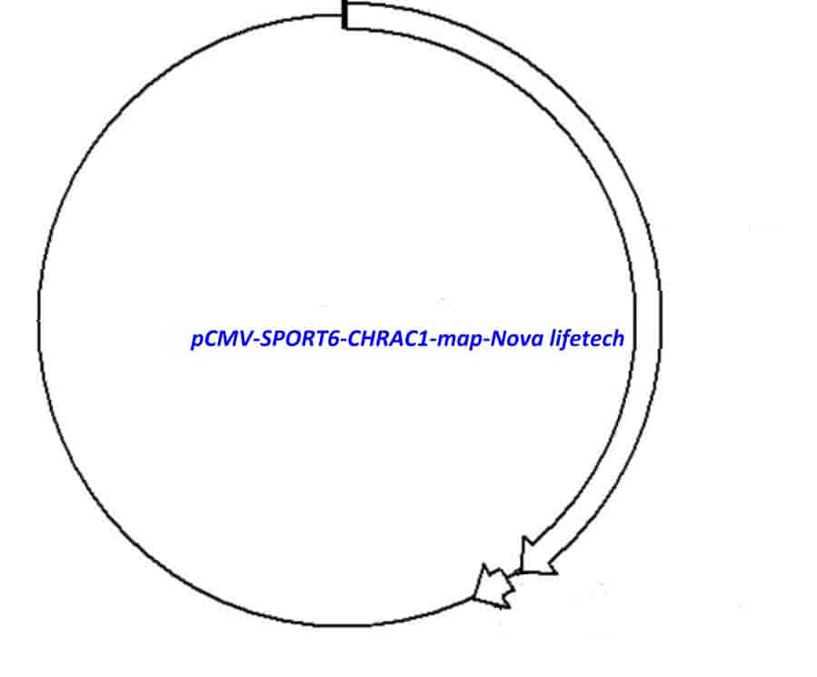 pCMV-SPORT6-CHRAC1 - Click Image to Close