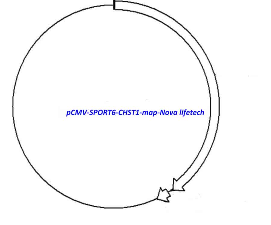 pCMV-SPORT6-CHST1 Plasmid - Click Image to Close