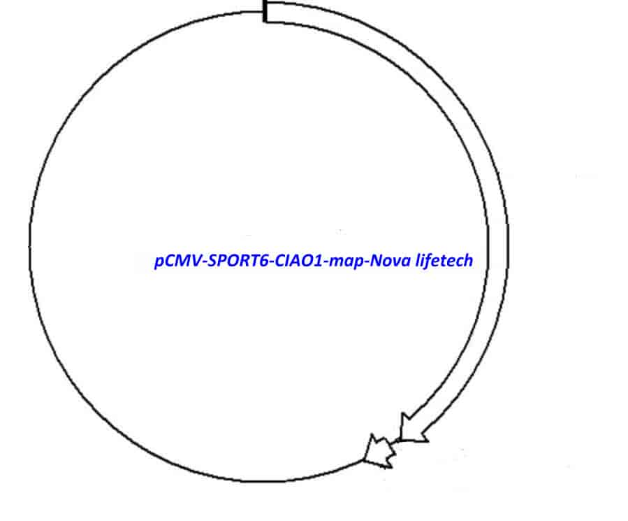 pCMV-SPORT6-CIAO1 Plasmid - Click Image to Close