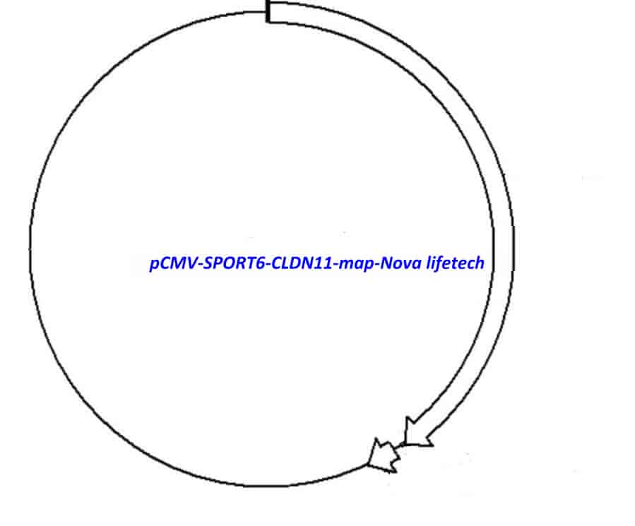 pCMV-SPORT6-CLDN11 - Click Image to Close