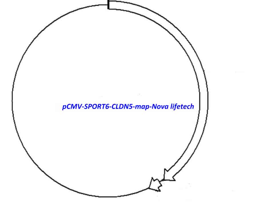 pCMV-SPORT6-CLDN5 Plasmid - Click Image to Close