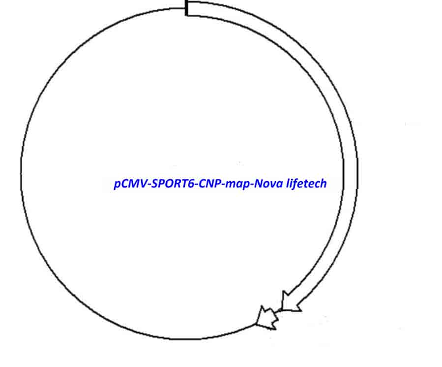 pCMV-SPORT6-CNP