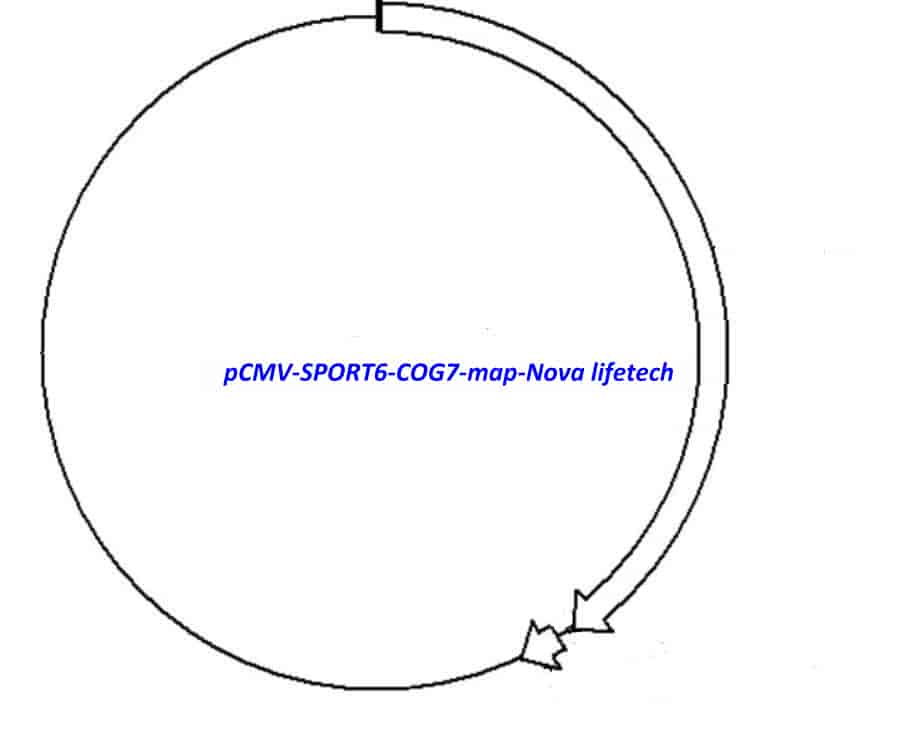 pCMV-SPORT6-COG7 Plasmid - Click Image to Close