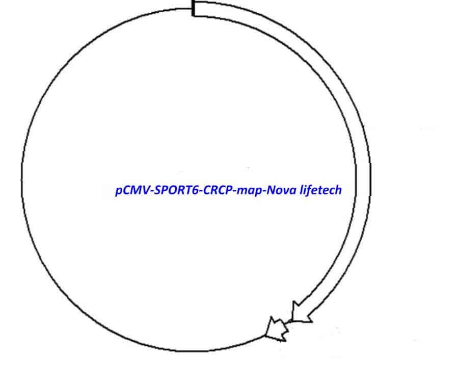pCMV-SPORT6-CRCP Plasmid - Click Image to Close