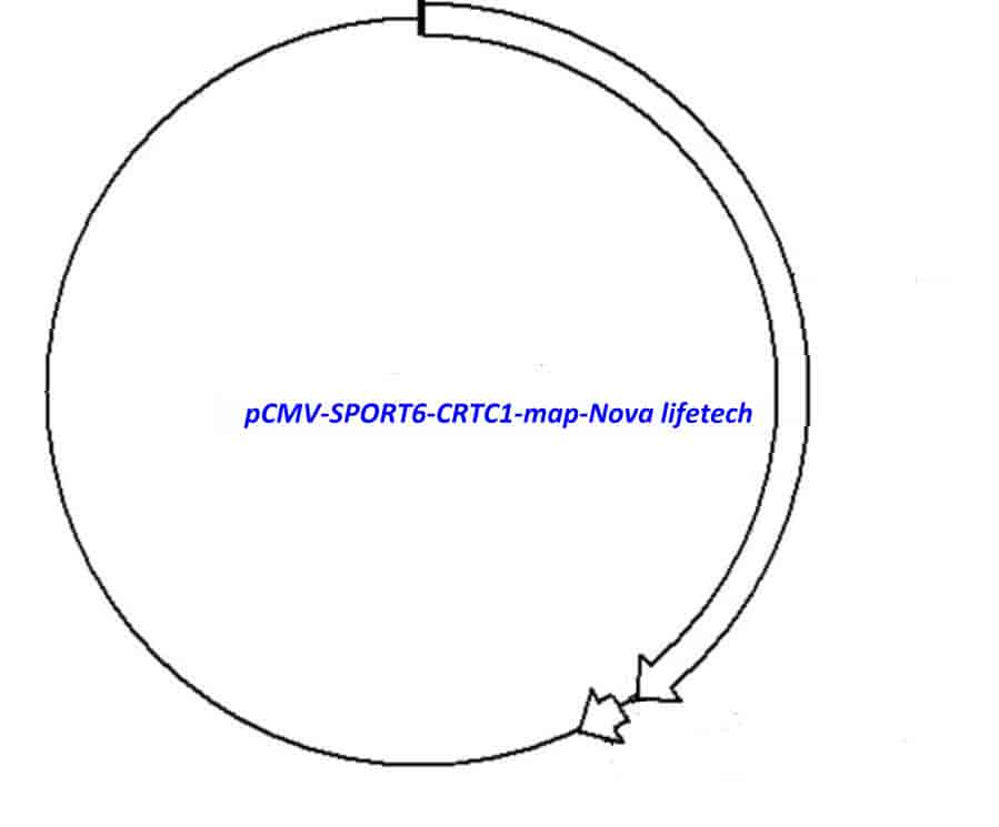 pCMV-SPORT6-CRTC1 Plasmid - Click Image to Close