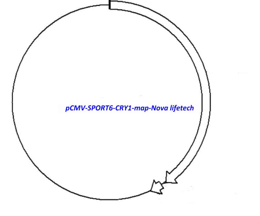 pCMV-SPORT6-CRY1 Plasmid - Click Image to Close