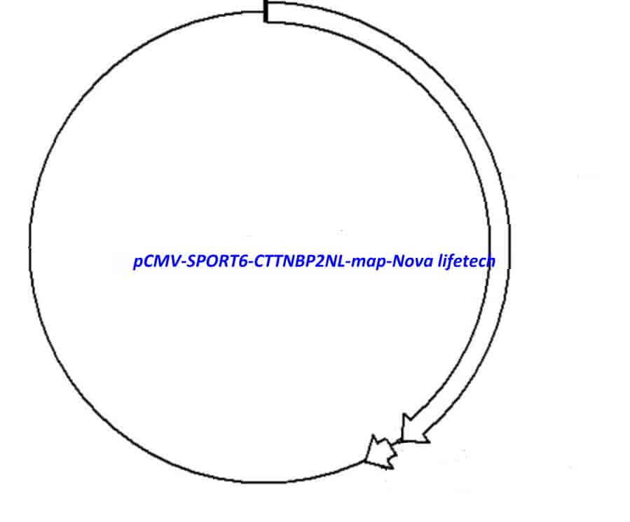 pCMV-SPORT6-CTTNBP2NL - Click Image to Close