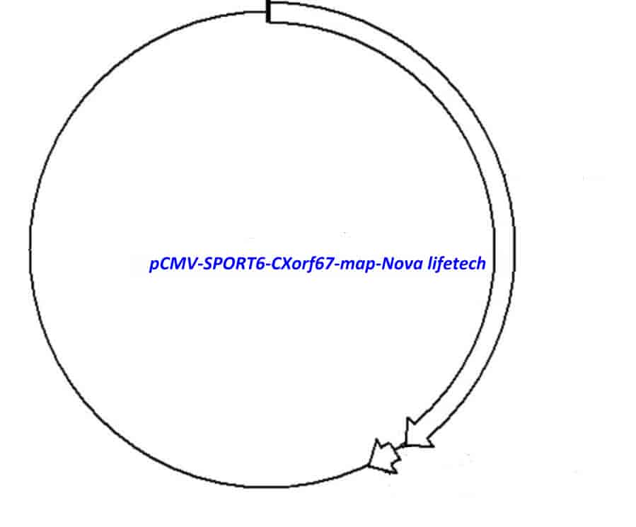 pCMV-SPORT6-CXorf67 Plasmid - Click Image to Close