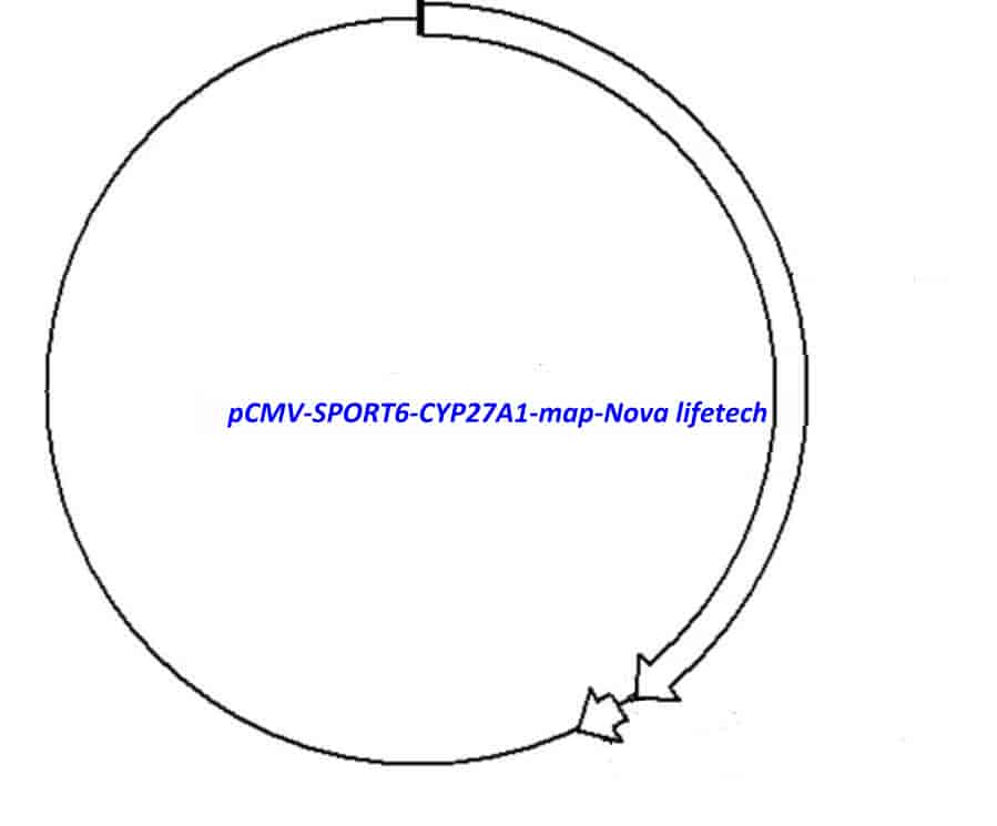 pCMV-SPORT6-CYP27A1 Plasmid - Click Image to Close