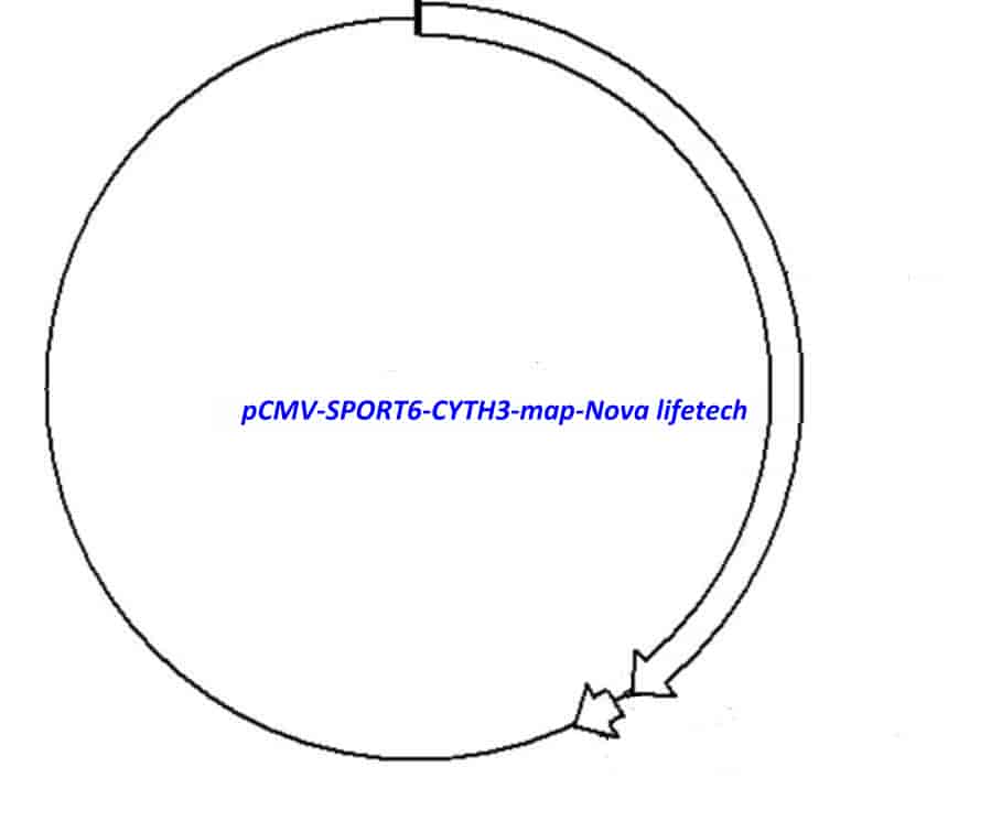 pCMV-SPORT6-CYTH3 - Click Image to Close