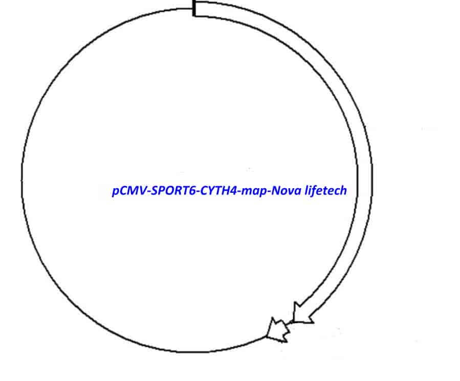 pCMV-SPORT6-CYTH4 Plasmid - Click Image to Close