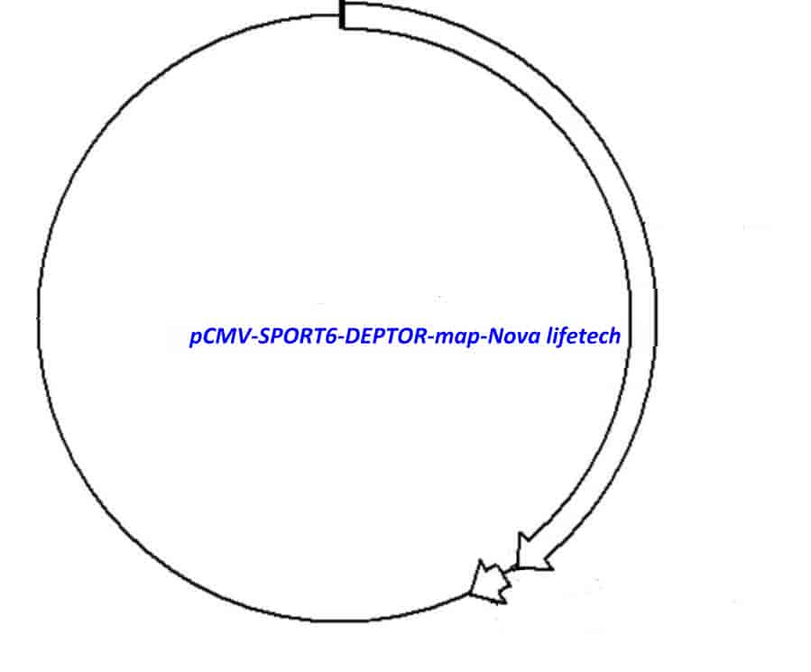 pCMV-SPORT6-DEPTOR - Click Image to Close