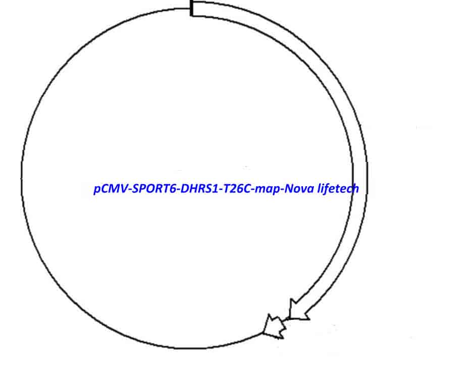 pCMV-SPORT6-DHRS1-T26C - Click Image to Close