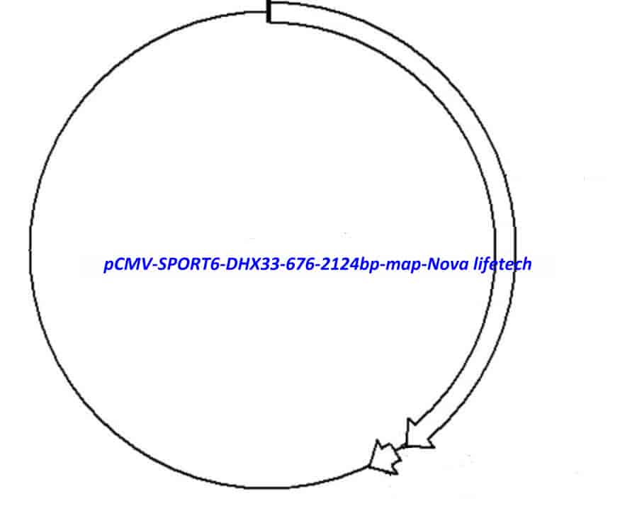 pCMV-SPORT6-DHX33(676-2124bp) Plasmid - Click Image to Close