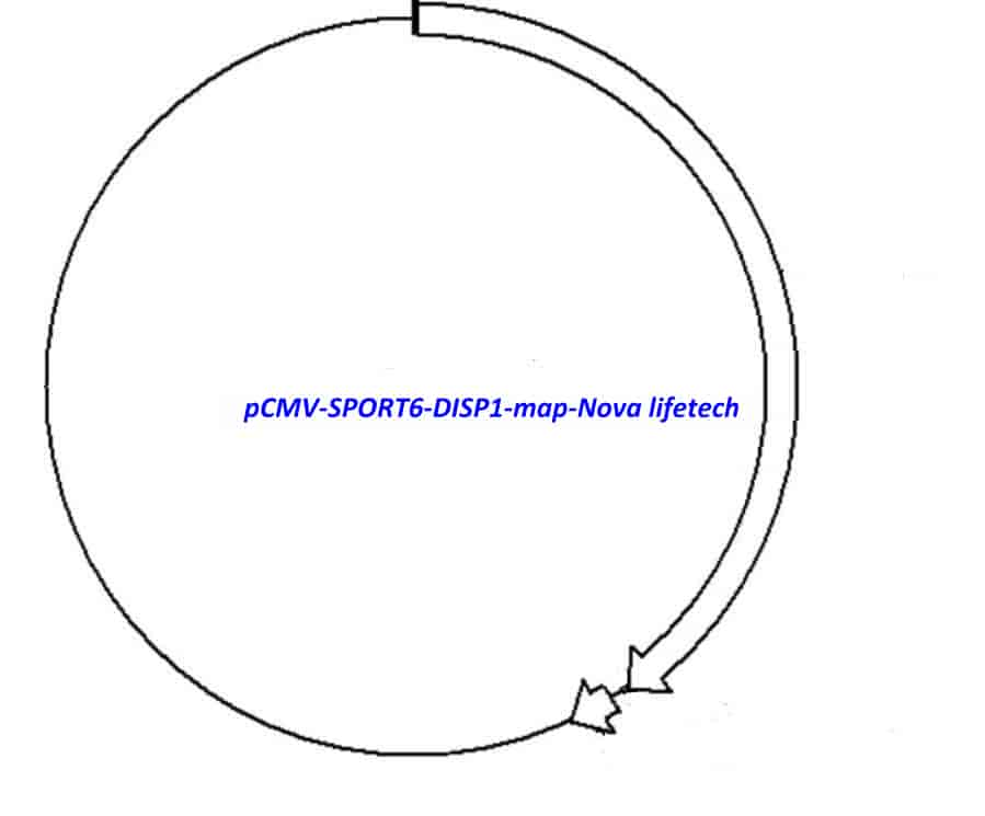 pCMV-SPORT6-DISP1 - Click Image to Close
