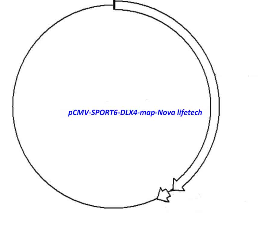 pCMV-SPORT6-DLX4 - Click Image to Close