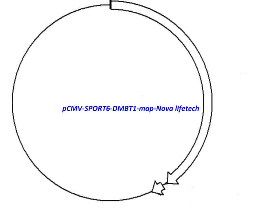 pCMV-SPORT6-DMBT1 Plasmid - Click Image to Close