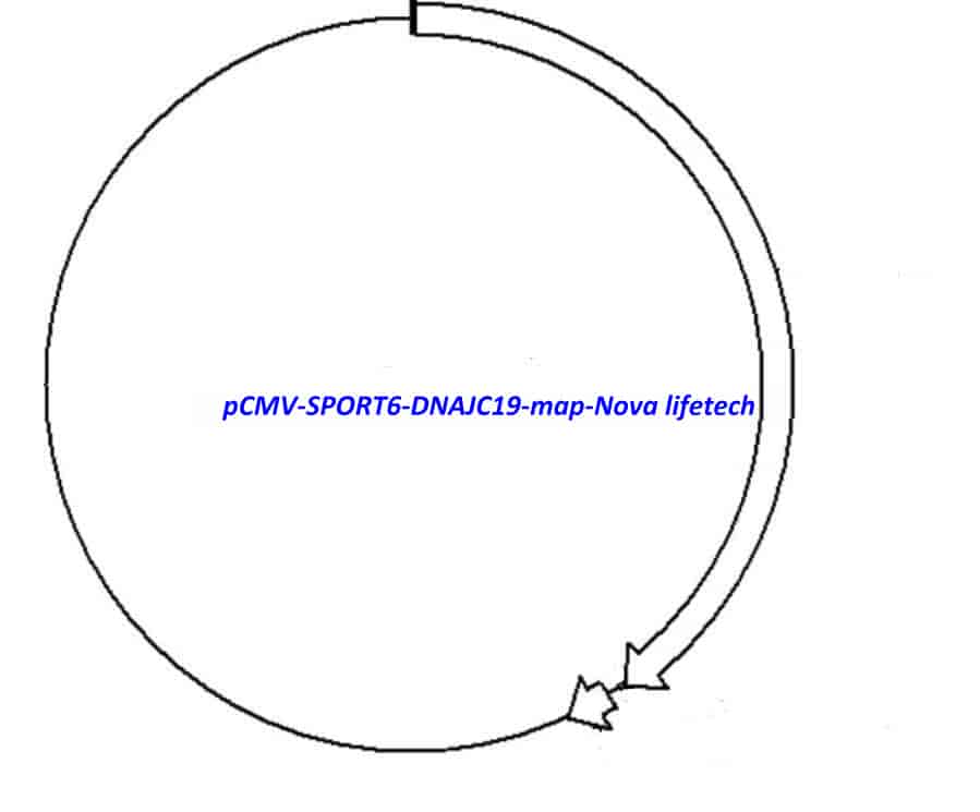 pCMV-SPORT6-DNAJC19 - Click Image to Close