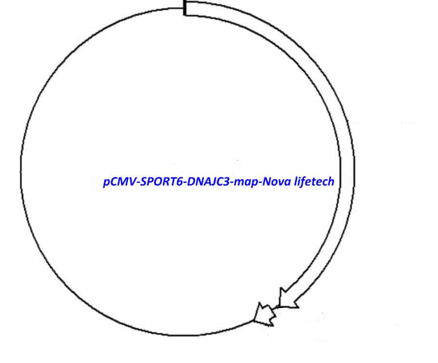 pCMV-SPORT6-DNAJC3 Plasmid - Click Image to Close